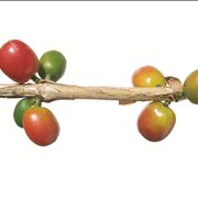 Picture Of Close Up View Of Coffee Beans