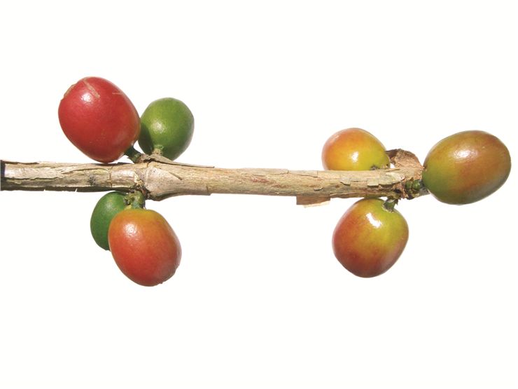 Picture Of Close Up View Of Coffee Beans