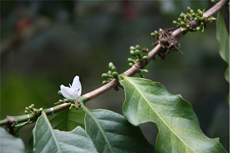 Picture Of Coffee Flower