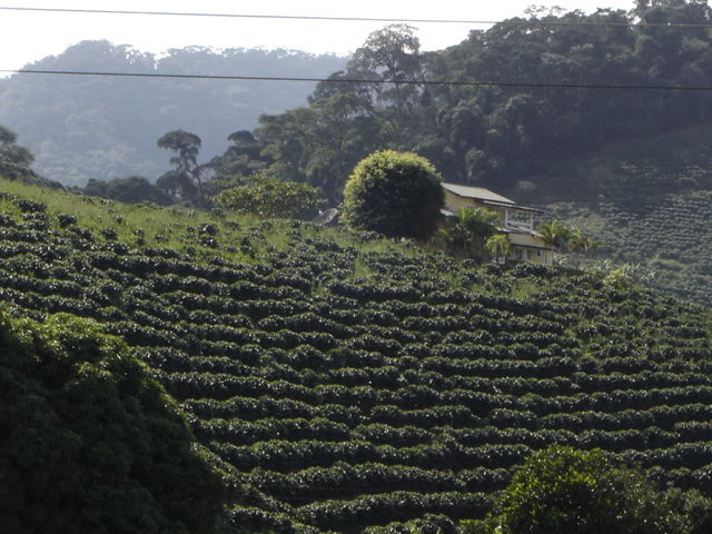 Picture Of Coffee Plantation
