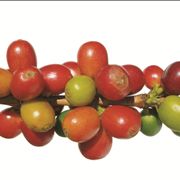 Picture Of Green Coffee Beans At Close