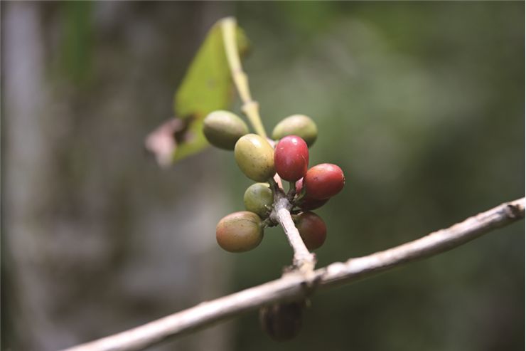 Picture Of Green Coffee Seed