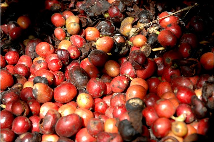 Picture Of Kopi Luwak Or Civet Coffee